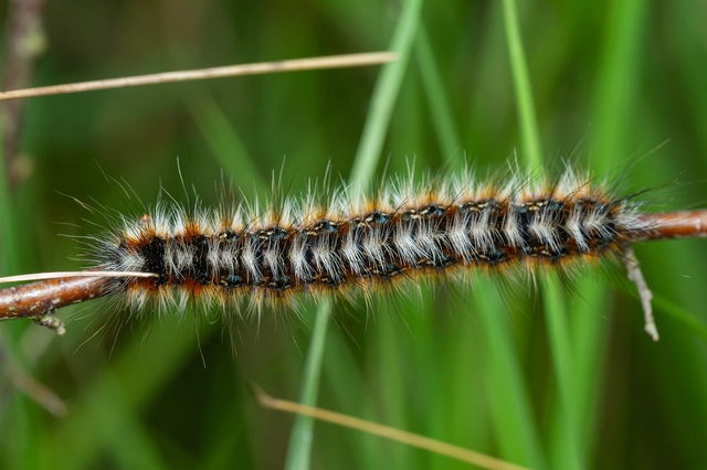 Eriogaster catax - sárga gyapjasszövő