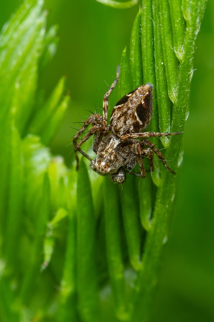 Oxyopes ramosus