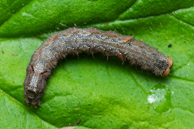 Allophyes oxyacanthae - galagonyabagoly