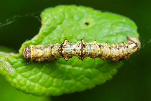 Apocheima pilosaria - zöldes tavasziaraszoló