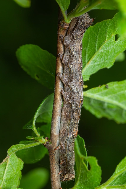 Allophyes oxyacanthae - galagonyabagoly