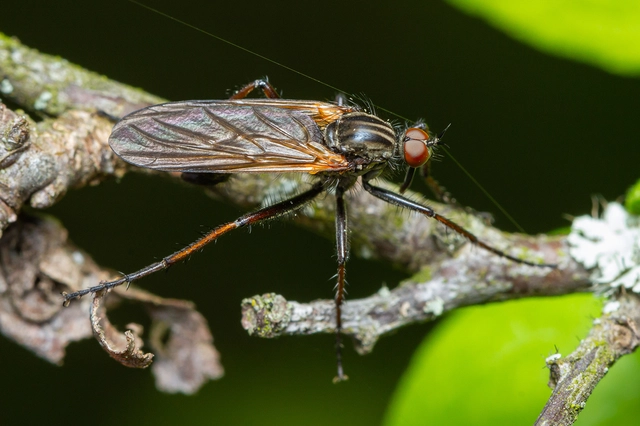 Empididae - táncoslegyek Empididae - táncoslegyek