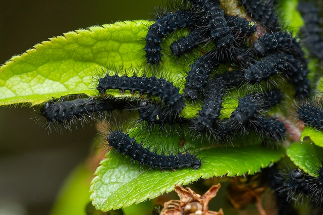 Saturnia pavoniella/pavonia