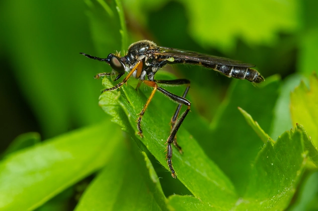Dioctria