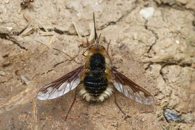 Bombylius major - szegélyes pöszörlégy