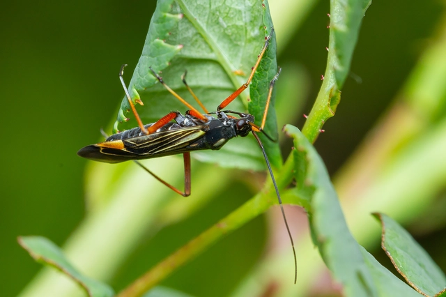 Miris striatus - sávos mezeipoloska