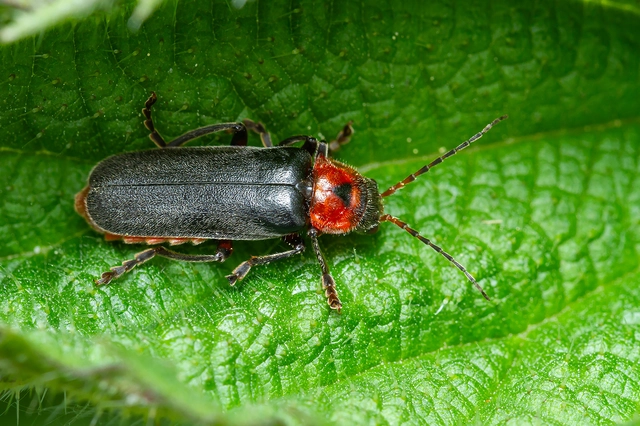 Cantharis rustica - suszterbogár