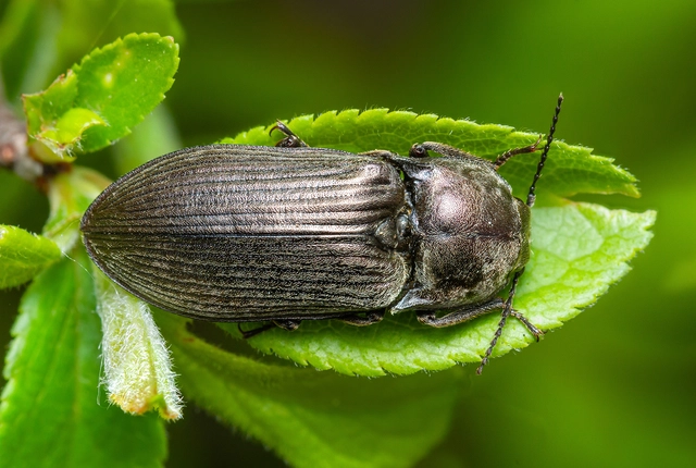 Selatosomus latus - széles pattanó