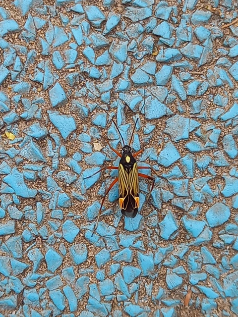 Miris striatus - sávos mezeipoloska