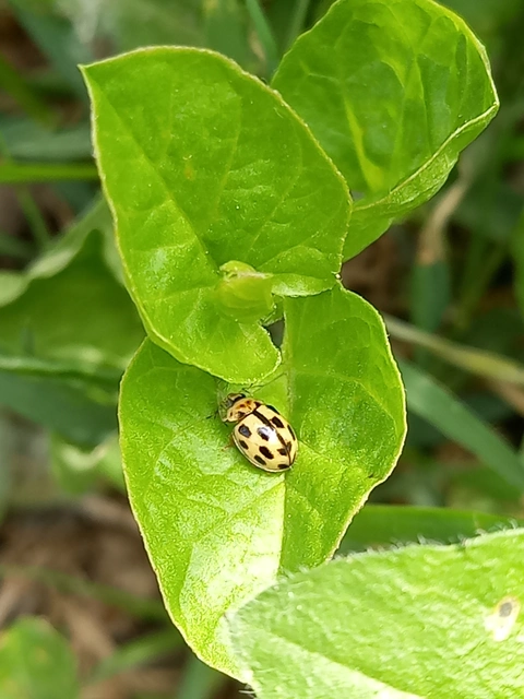 Propylea quatuordecimpunctata - tizennégypettyes füsskata
