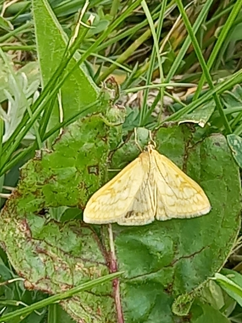 Sitochroa verticalis - világossárga dudvamoly