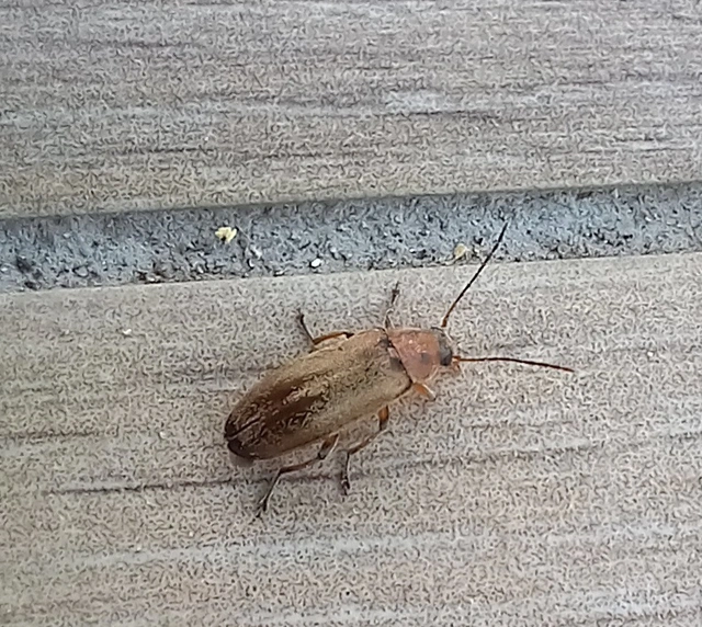 Osphya bipunctata - kétalakú komorka