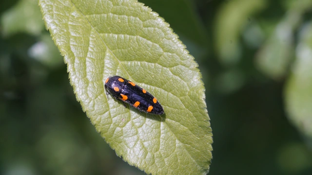 Ptosima undecimmaculata - sárgafoltos díszbogár