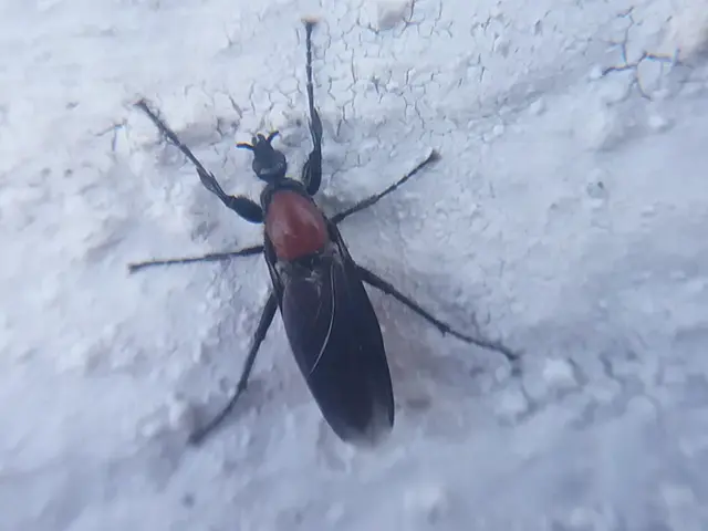 Bibionidae - bársonylegyek