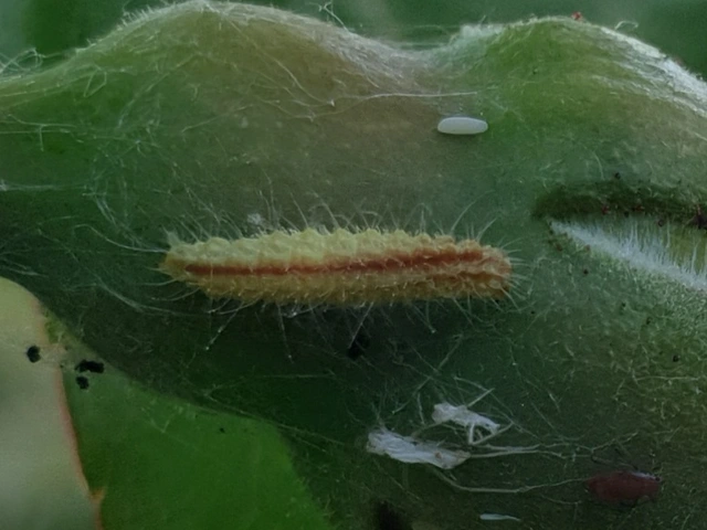 Cnaemidophorus rhododactyla - rózsabogyó-tollasmoly