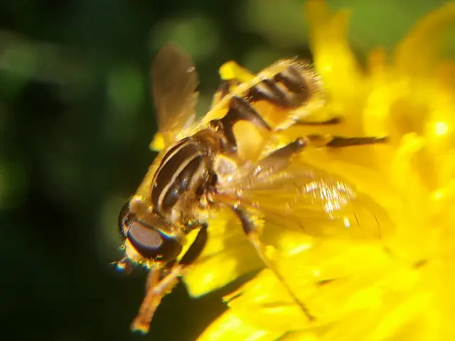 Mesembrius peregrinus - európai mocsárlégy
