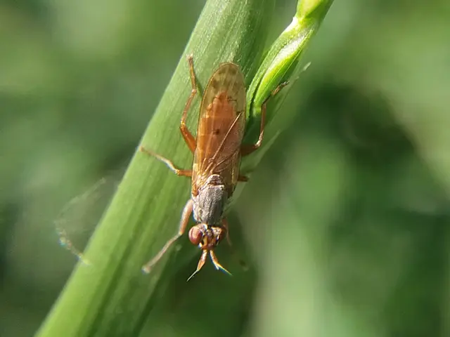 Sciomyzidae - szarvaslégyfélék