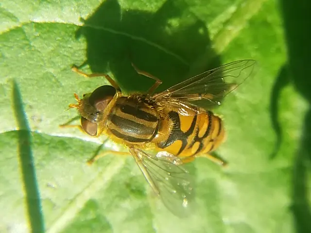 Parhelophilus