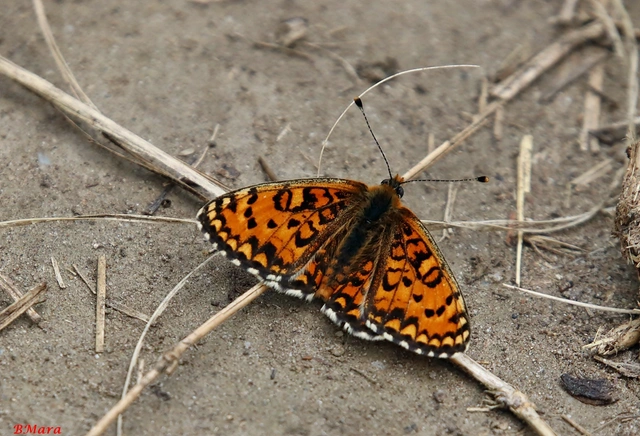 Melitaea trivia - kis tarkalepke