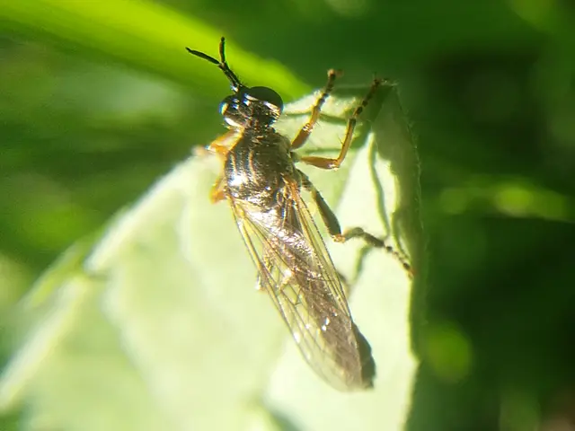 Dioctria