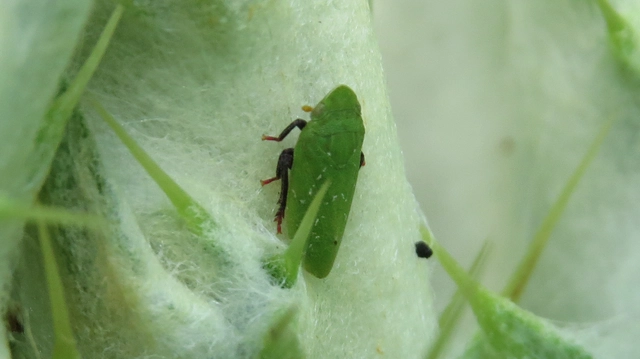 Tettigometra virescens
