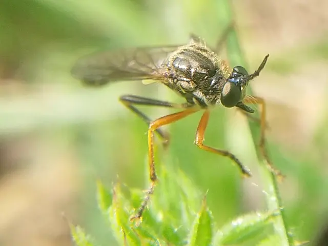 Dioctria