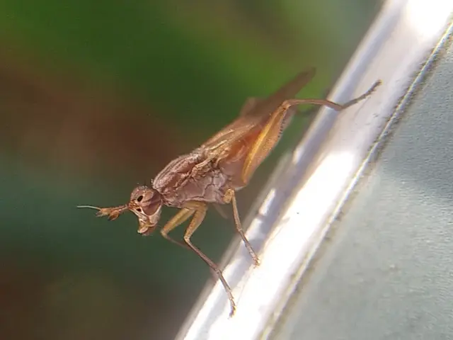 Sciomyzidae - szarvaslégyfélék