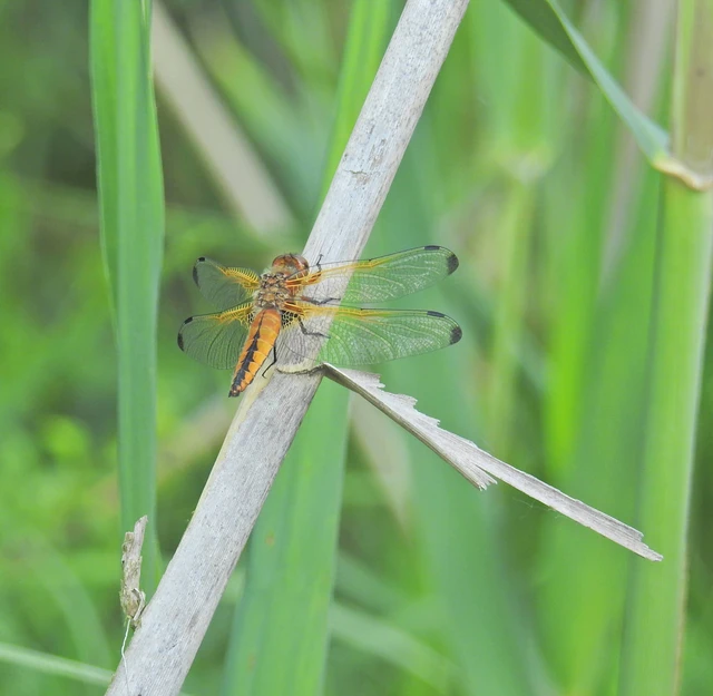 Libellula fulva - kisfoltos laposacsa