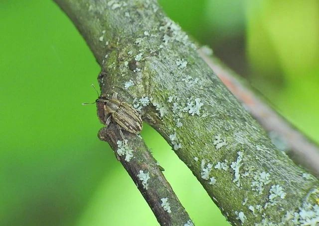 Curculionidae - ormányosbogár-félék