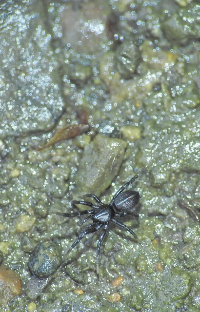 Drassyllus