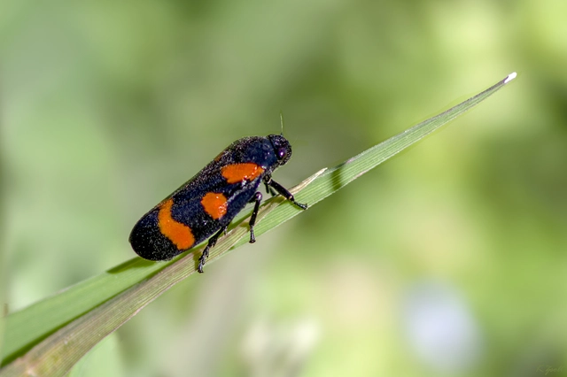 Cercopis sanguinolenta