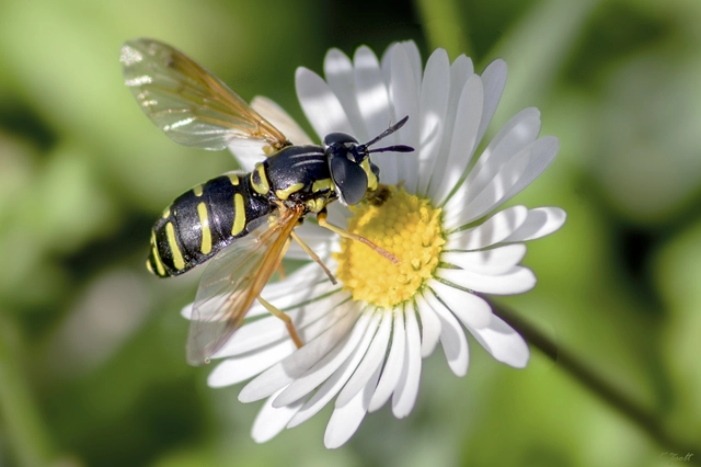 Chrysotoxum
