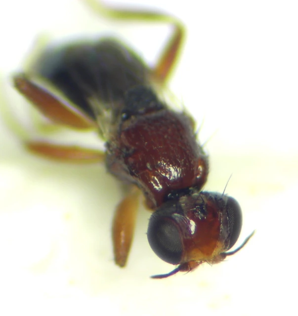 Chloropidae - gabonalegyek