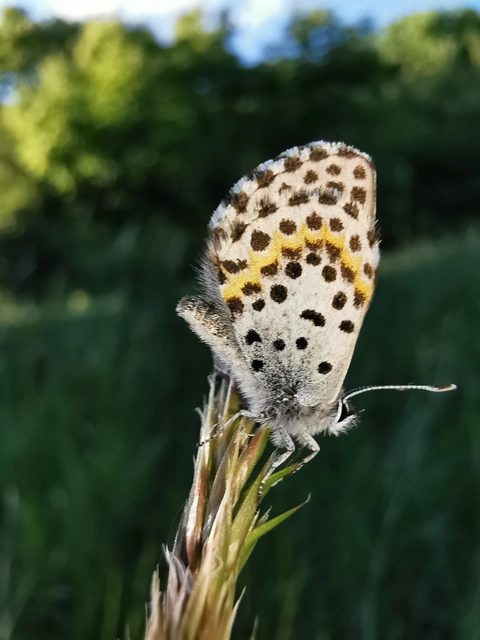 Scolitantides orion - szemes boglárka