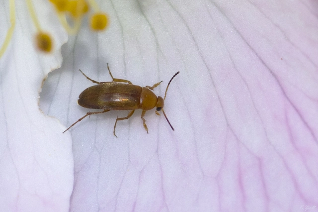 Anaspis flava - sárga árvabogár