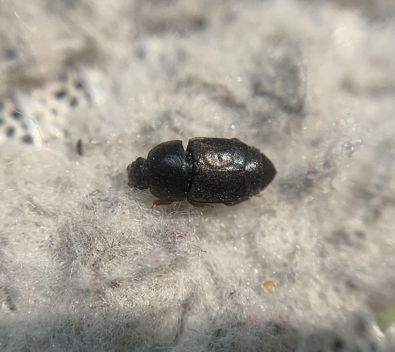 Carpophilus marginellus - szegélyes gyümölcsfénybogár