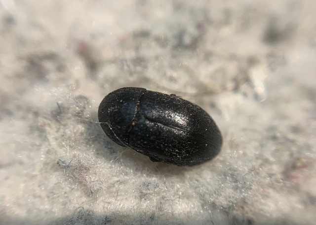 Dermestes Dermestes
