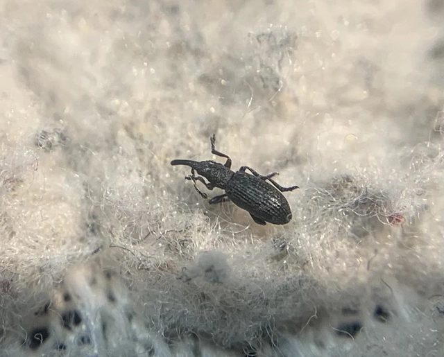 Ceratapion armatum - imola-cickányormányos Ceratapion armatum - imola-cickányormányos