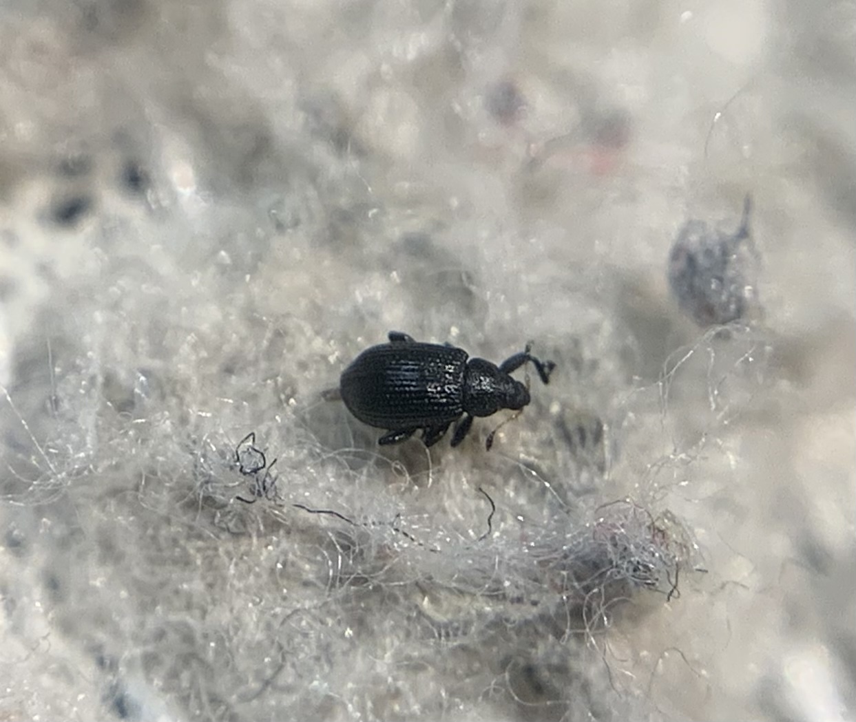 Rhamphus pulicarius - szil-bolhaormányos