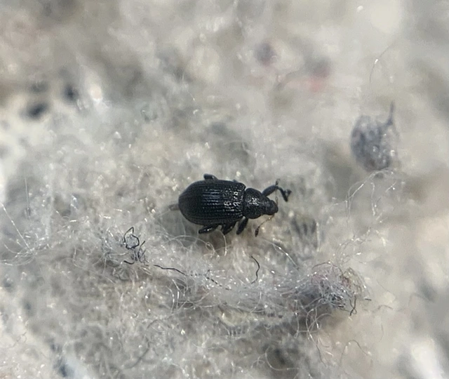 Rhamphus pulicarius - szil-bolhaormányos