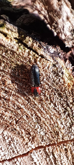 Cardiophorus discicollis - korongfoltos szívespattanó