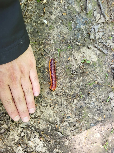 Cossus cossus - fűzfarontólepke