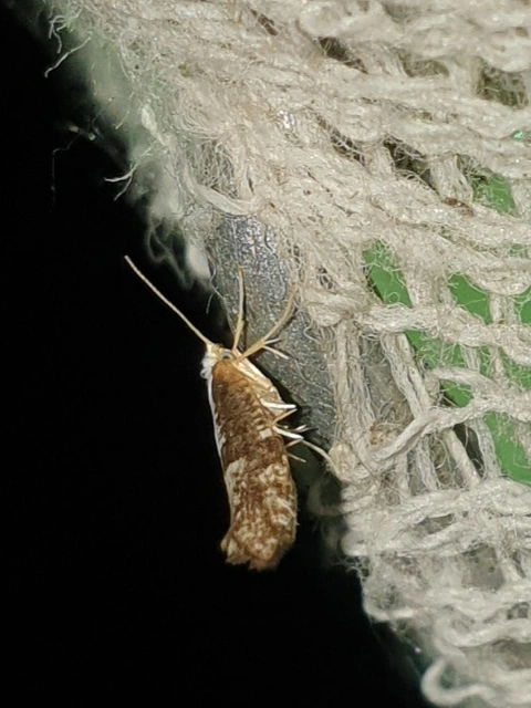 Argyresthia