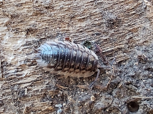 Isopoda - Ászkarákok