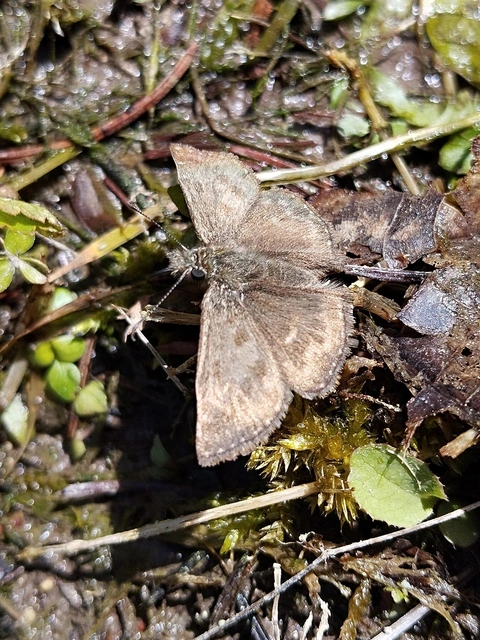 Erynnis tages - cigánylepke