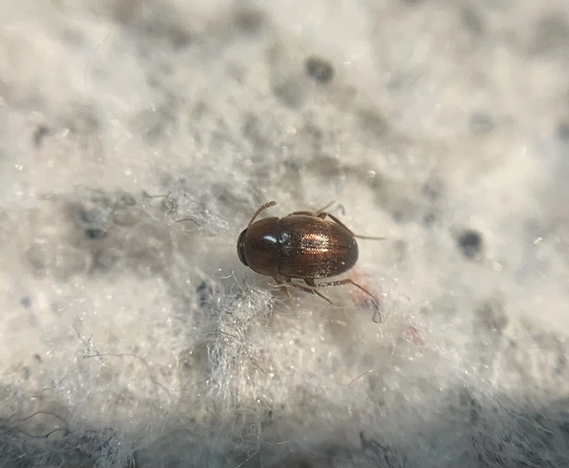 Nargus badius Nargus badius