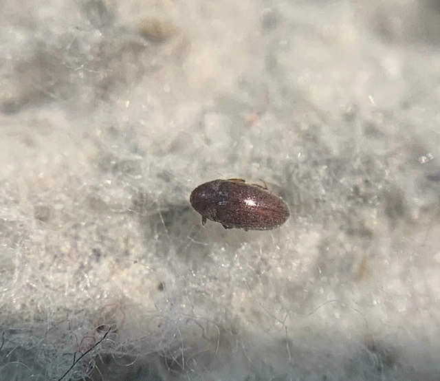 Throscidae - merevbogárfélék