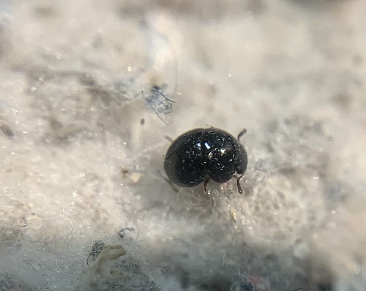 Agathidium laevigatum - gömbölyödő gombabogárka