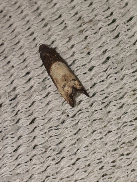 Notocelia cynosbatella - rózsahajtás-tükrösmoly