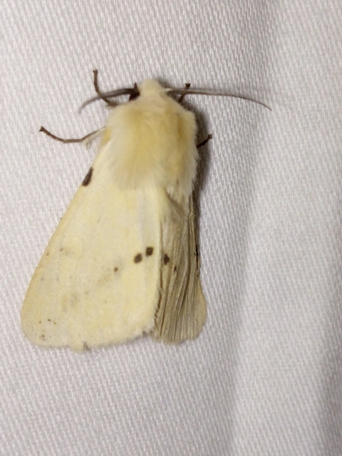 Spilarctia lutea - sárgás medvelepke